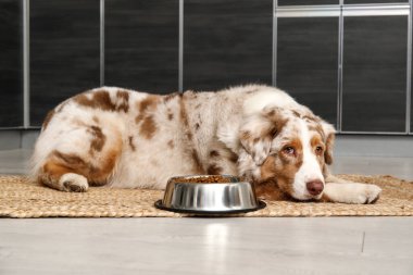 Tatlı Avustralya çoban köpeği mutfakta kuru yiyeceklerle yatıyor.