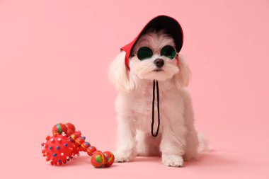 Güneş gözlüklü şirin Bolonez köpek ve pembe arka planda oyuncak şapkalı.