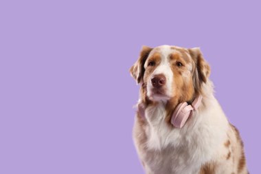 Mor arka planda kulaklıkları olan sevimli tüylü Avustralyalı çoban köpeği.