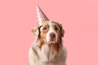 Pembe arka planda parti şapkası olan sevimli tüylü Avustralyalı çoban köpeği.