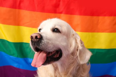 Arka planda LGBT bayrağı olan şirin labrador köpeği