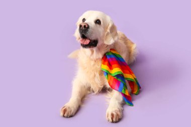 Mor arkaplanda LGBT bayrağı olan şirin labrador köpeği.