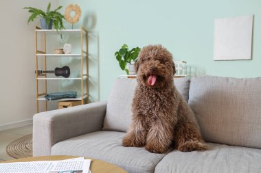 Evdeki kanepede komik bir kaniş