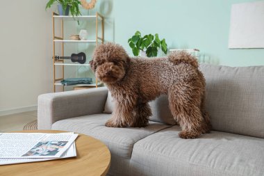 Evdeki kanepede komik bir kaniş