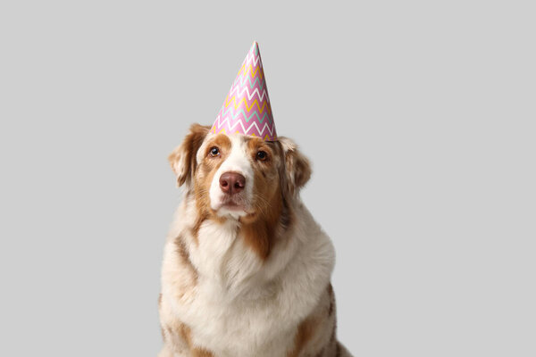 Cute Australian Shepherd dog in party hat on grey background