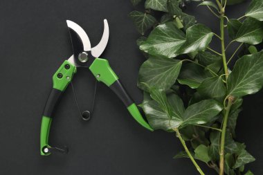 Siyah arkaplanda yaprakları olan şubeler