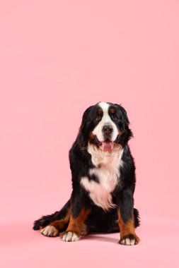 Pembe arka planda sevimli Bernese dağ köpeği.
