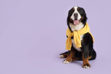 Leylak kaplamalı şirin Bernese dağ köpeği.