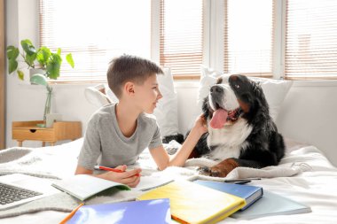 Bernese 'in dağ köpeğiyle birlikte yatak odasında ödev yapan küçük çocuk.