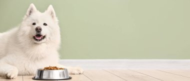 Şirin Samoyed köpeği ve renkli duvarın yanında kuru yiyecek kasesi. Tasarım için pankart