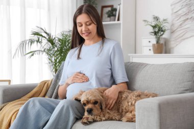 Evdeki kanepede Cocker Spaniel 'le oturan güzel hamile kadın.