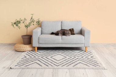 Evdeki gri kanepede yatan sevimli kediler.