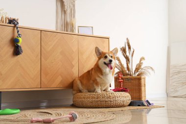 Farklı evcil hayvan aksesuarlarıyla şirin Corgi köpeği ve yemek kasesi evdeki kanepenin üzerinde oturuyor.