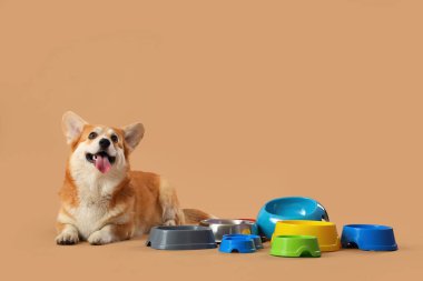 Kahverengi arka planda farklı kâselerle duran tatlı Corgi köpeği.