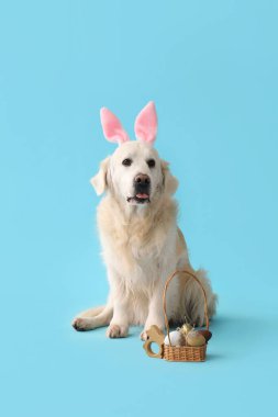 Mavi arka planda Paskalya yumurtaları olan tavşan kulaklı şirin Labrador köpeği.