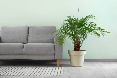 Gri kanepe ve yeşil duvarın yanındaki büyük bitki örtüsü.