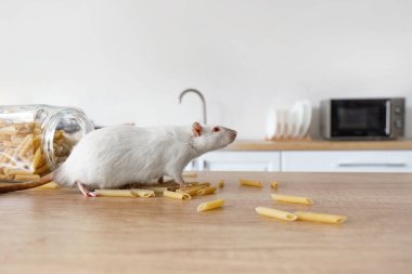 White rat with raw pasta on table in kitchen, closeup. Pest control concept clipart
