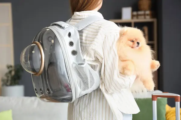 Cute Pomeranian dog with backpack carrier at home