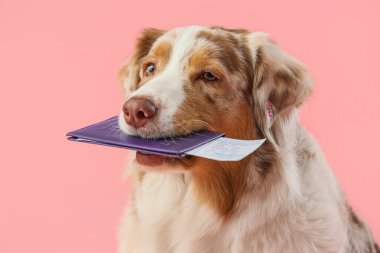 Pembe arka planda pasaportu olan şirin bir Avustralya çoban köpeği. Seyahat kavramı