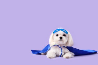 Eflatun arka planda yatan süper kahraman kostümlü şirin küçük köpek.