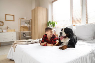 Küçük çocuk ve Bernese dağ köpeği yatak odasında yatıyor.