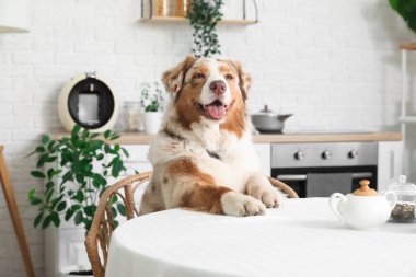 Tatlı Avustralya çoban köpeği mutfaktaki masada oturuyor.