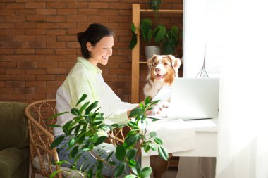 Şirin Avustralya çoban köpeği, dizüstü bilgisayarı ve tablet bilgisayarı evde oturuyor.