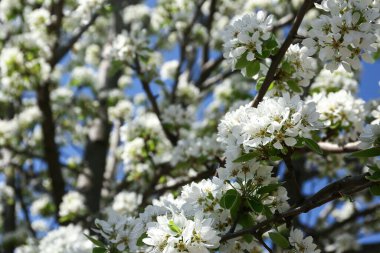 Bulanık doğa arka planında kiraz çiçekleri. Yakın çekim.