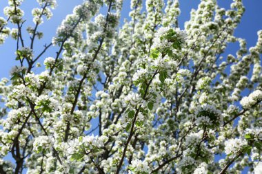 Güzel çiçek açan kiraz ağacı dalları mavi gökyüzüne karşı