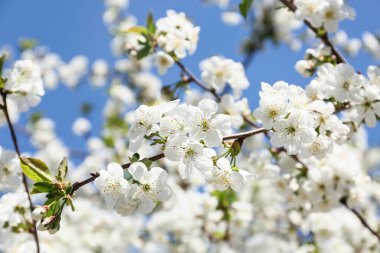 Açık havada çiçek açan güzel dallar. Yakın çekim.