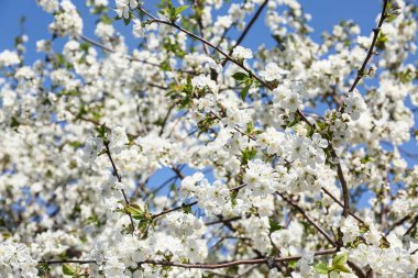 Açık havada çiçek açan güzel ağaç dalları