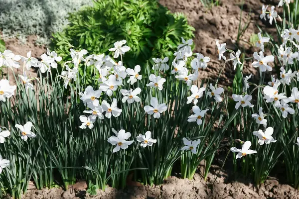 Blooming Narcissus Flowers Growing Outdoors — Stockfoto
