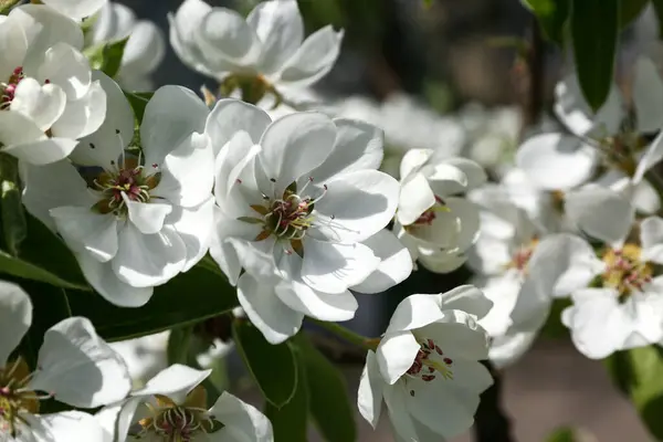 Beautiful Blooming Branch Blurred Background Closeup — Stockfoto
