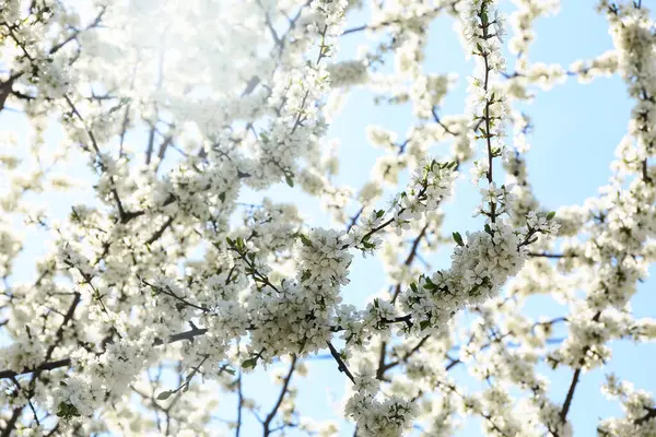 Schöne Blühende Äste Freien — Stockfoto
