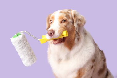 Leylak kaplamalı boya silindirli şirin bir köpek.