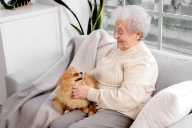 Pomeranya köpekli yaşlı kadın evdeki kanepede oturuyor.