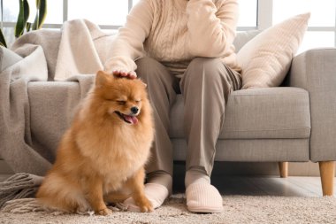 Pomeranya köpekli yaşlı kadın evdeki kanepede oturuyor.