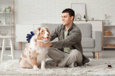 Genç adam evde eldivenli şirin bir Avustralya çoban köpeğini fırçalıyor.