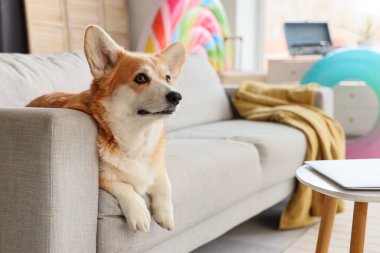 Evdeki kanepede yatan sevimli Corgi köpeği. Seyahat kavramı