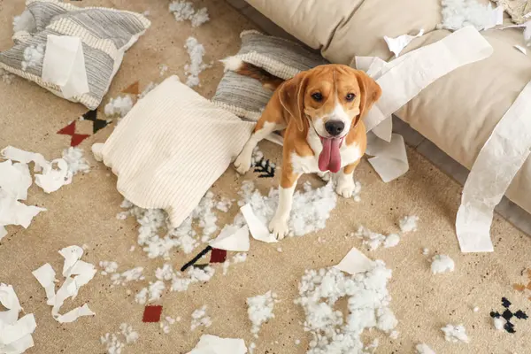 Yastıkları yırtık, tuvalet kağıdı ruloları dağınık oturma odasında yerde oturan yaramaz Beagle köpeği.