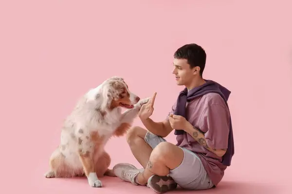 ピンクの背景にオーストラリアのシェパード犬にハイ5を与える若い男 — ストック写真