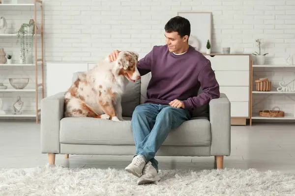 オーストラリアの羊飼いの犬と一緒に家でソファーに座っている若者 — ストック写真