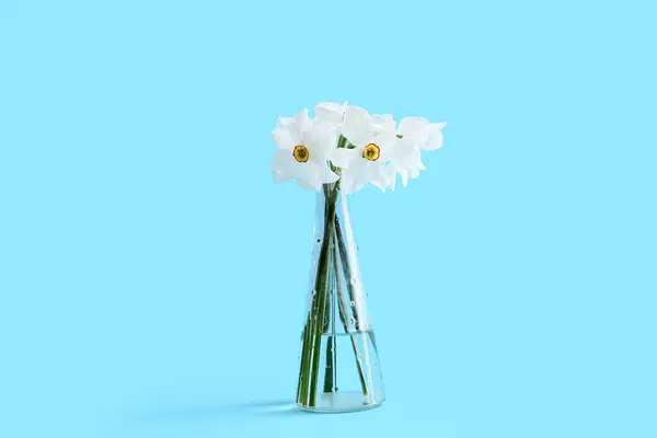 Daffodil Flowers Vase Blue Background — Stock Photo, Image