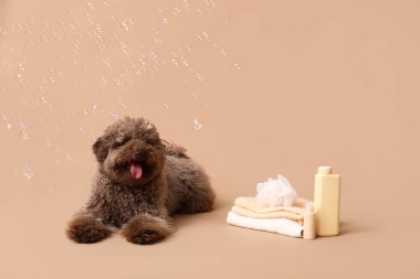 Havlulu sevimli kaniş köpeği, banyo süngeri, kahverengi arka planda şampuan şişeleri ve sabun köpükleri.