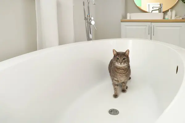 집에서 욕조에 귀여운 고양이 로열티 프리 스톡 이미지