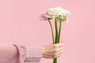 Pembe arka planda güzel ranunculus çiçekleri olan kadın eli.
