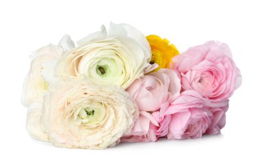 Beyaz arkaplanda güzel ranunculus çiçekleri