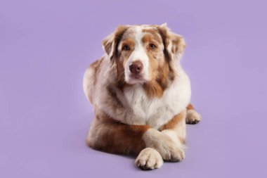 Şirin tüylü Avustralya çoban köpeği mor arka planda yatıyor.