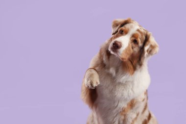 Mor arka planda şirin Avustralya çoban köpeği