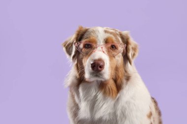 Mor arka planda güneş gözlüklü sevimli, tüylü Avustralyalı çoban köpeği.